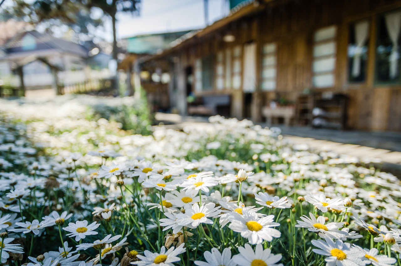 Best Plants for Attracting Pollinators to Your Garden